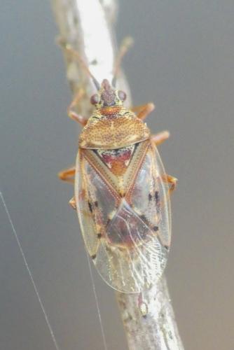 Kleidocerys resedae